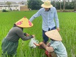 Trạm Trồng trọt và Bảo vệ thực vật Kim Môn chủ động điều tra, nắm bắt diễn biến rầy lưng trắng, làm phát dục sâu cuốn lá nhỏ phục vụ dự tính, dự báo tình hình sinh vật gây hại trên lúa mùa